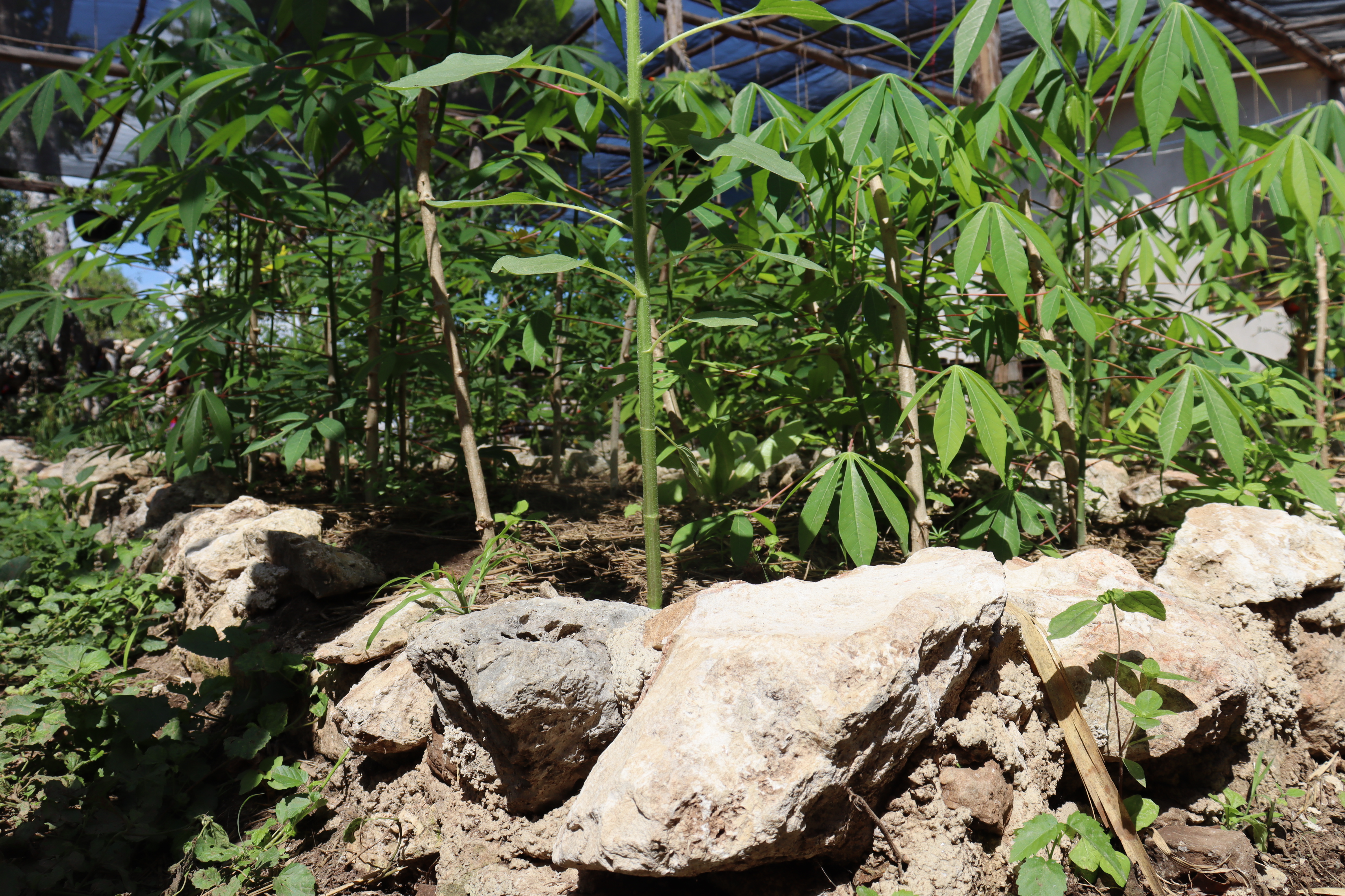 Aquí compartimos las actividades, sueños e ideas que germinan en nuestro semillero